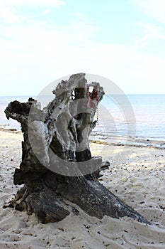 Red beads spread over an old snag