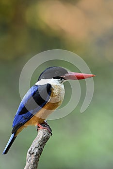 Red beak with blue wings and white throat percing on wooden bran