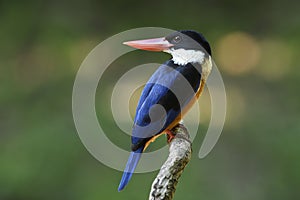 Red beak with blue wings and white throat percing on wooden bran