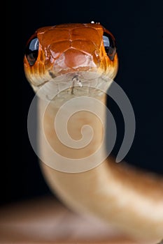 Red beaked snake