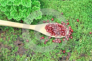 Red Bean on Bamboo Wooden Spoon