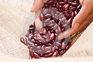 Red bean in expert farmer`s hand