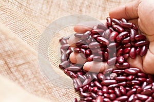 Red bean in hand of farmer, examine a quality of plant product at organic farm
