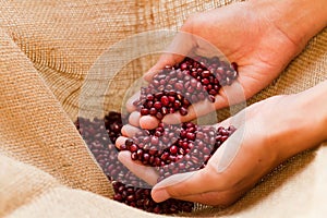 Red bean holding by experienced farmer for examine a quality