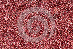 Red Bean Seed Background