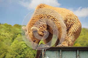 A red bear is standing on a metal roof, looking down, watching what is happening. Nursery in Georgia