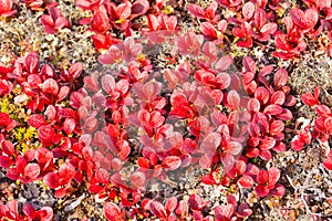 Red Bearberry Arctous rubra shiny fall leaves photo