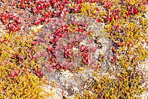 Red Bearberry Arctous rubra shiny fall leaves photo