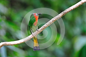 Red-Bearded Bee eater