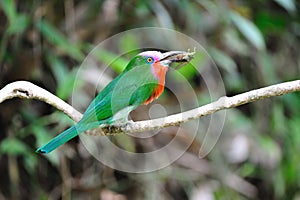 Red-Bearded Bee eater