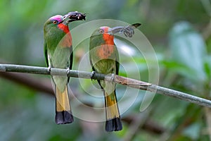 Red-bearded Bee-eater birds hold their prey waiting to feed their babies.