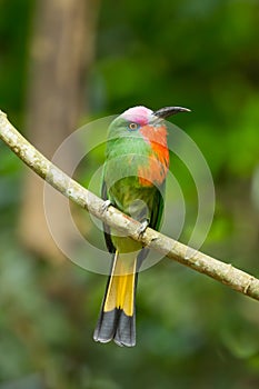 Red-bearded Bee-eater(Nyctyorni s amictus)