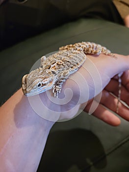 Red Bearded Dragon Baby