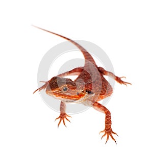 Red Bearded dragon, Pogona vitticeps, on white
