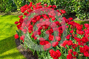 Red beautiful blooming tulips with green meadow