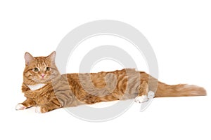 Red, beautiful cat lies lazily