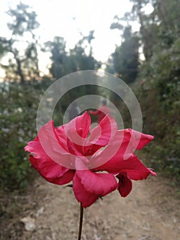 A red beautiful flower protrait mode