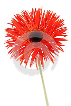 Red beautiful gerbera