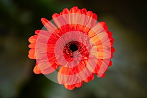 Red beautiful gerbera flower isolated over white, shallow depth