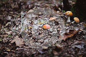 red beautiful mushrooms fly agaric growing in the forest close-up