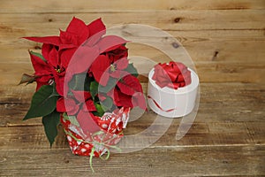 Red beautiful poinsettia with gift box on wooden background with copy space for text. Top view. Christmas and New Year concept