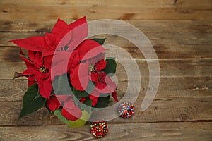 Red beautiful poinsettia on wooden background with copy space for text. Top view. Christmas and New Year concept.