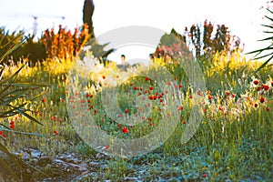 Red beautiful poppies on a spring meadow in the rays of the sun at sunset