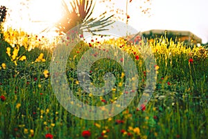 Red beautiful poppies on a spring meadow in the rays of the sun at sunset