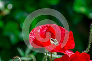 Red beautiful poppy flower in garden