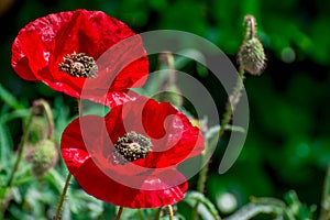 Red beautiful poppy flower in garden