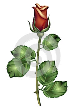 Red beautiful rose. Dark pink full-blown Roos realistic illustration with green petals photo