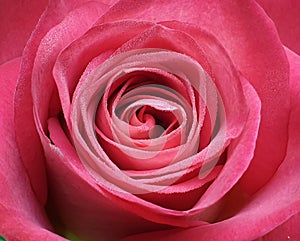 Red beautiful rose flower image