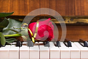 Red beautiful rose on piano keyboard.