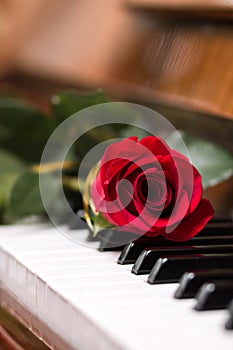 Red beautiful rose on piano keyboard.