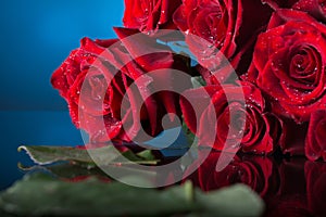 Red beautiful roses on a blue background. Shiny surface