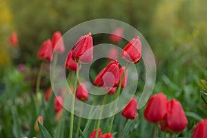 Red spring blooming tulip Parad field photo