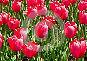 Red beautiful tulips