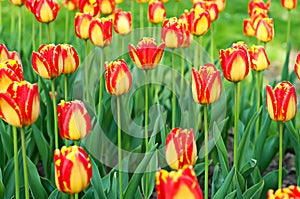 Red beautiful tulips