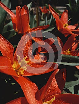 Red beautiful tulips with drops of water