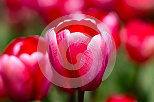 Red beautiful tulips field in spring time. Close up tulip flowers background. Colorful tulip flowering in the garden at