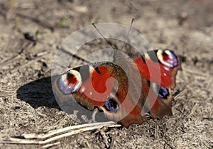 Red beautifull butterfly on ground