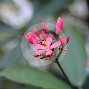 Red beauty flower hiding in the midle of photo