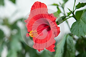 Red beautyful hibiscus flower on blurred background.