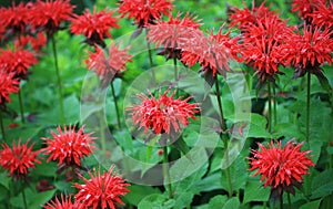 Red bee balm