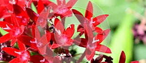 Red Bee Balm Flower Clusters, closeup