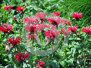 Red bee balm flowers, variety Monarda Cambridge Scarlet