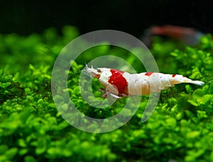 Red bee shrimp stay on grass or aquatic moss with dark and green background in fresh water aquarium tank