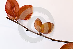 Red beech branch with leaves - still life