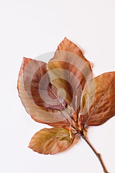 Red beech spring leaves - still life photo