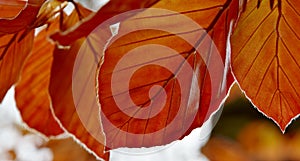 Red Beech tree leaves